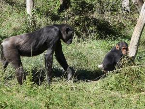 Chimpanzé