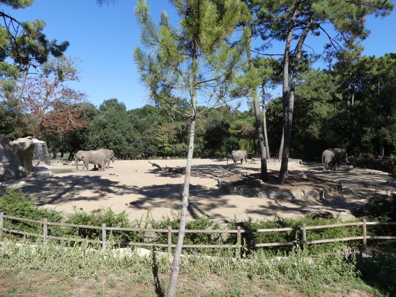 Eléphant d'Asie