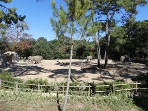 Eléphant d'Asie