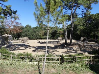 Eléphant d'Asie - 2022