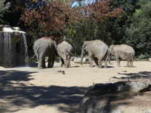 Eléphant d'Asie