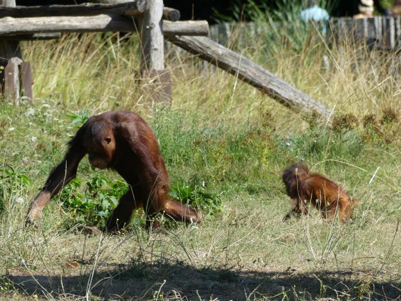 Orang-outan de Bornéo