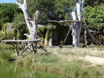 Orang-outang de Bornéo - 2022