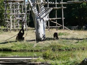 Orang-outang de Bornéo