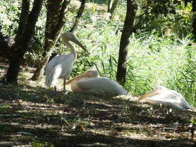 Pélican à dos rosé - 2022