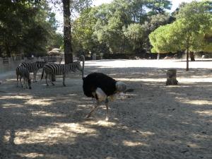 Plaine africaine