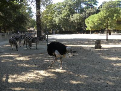 Plaine africaine - 2022