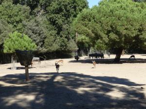 Plaine africaine