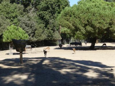 Plaine africaine - 2022