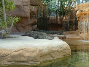 Crocodile du Nil