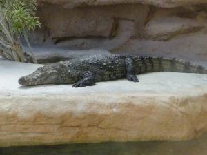 Crocodile du Nil