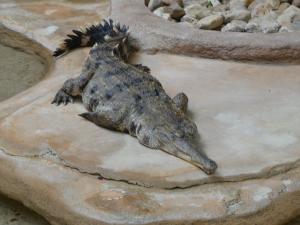Faux gavial africain