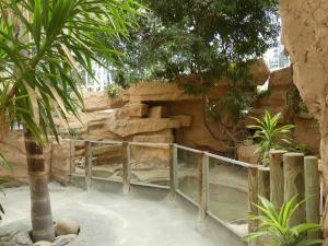 Faux gavial africain