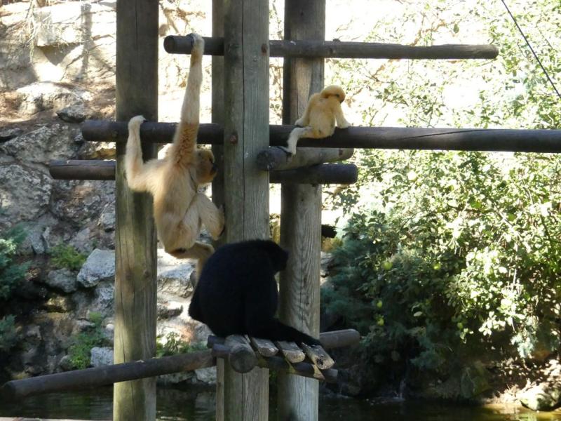 Gibbon à favoris roux