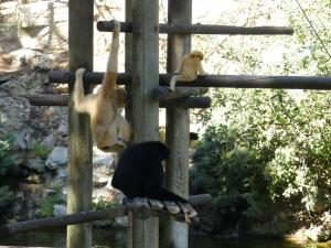 Gibbon à favoris roux