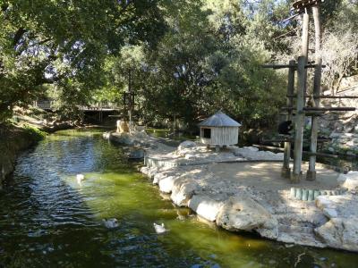 Gibbon à favoris roux - 2022