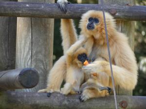 Gibbon à favoris roux