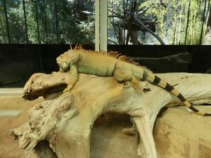 Iguane vert