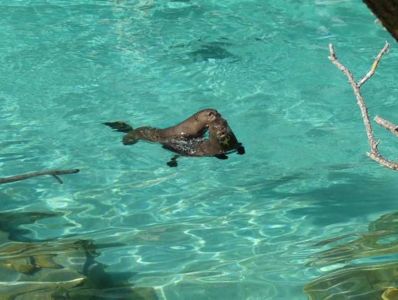 Loutre géante