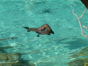 Loutre géante