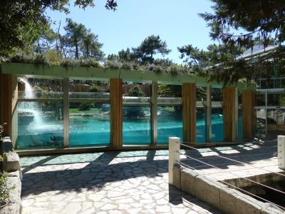 Loutre géante - 2022