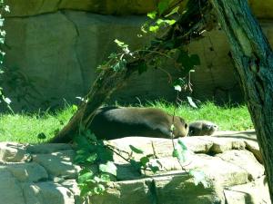 Loutre géante