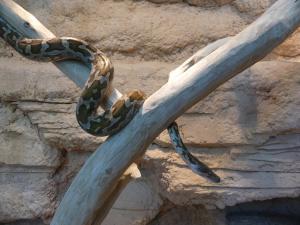 Python molure