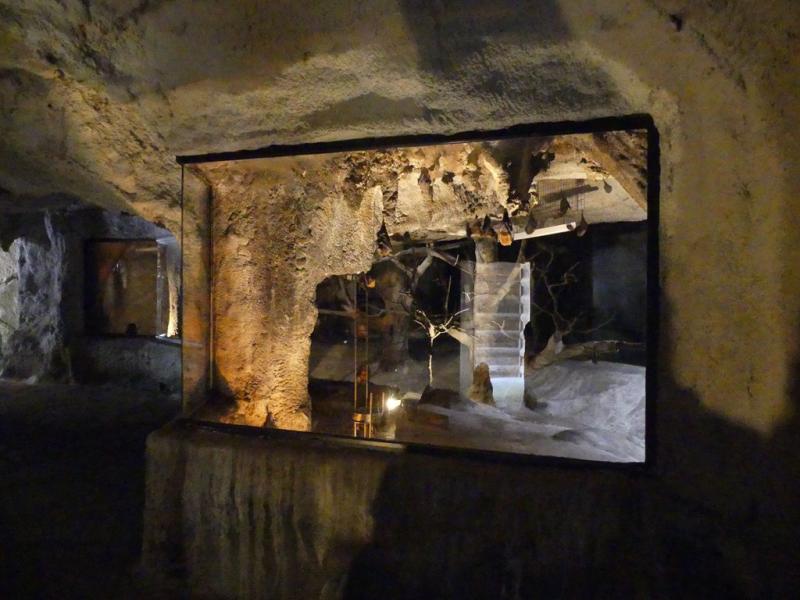 Roussette de Rodrigue - Roussette d'Egypte