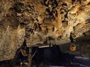 Roussette de Rodrigue - Roussette d'Egypte