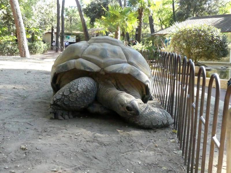 Tortue géante d'Aldabra