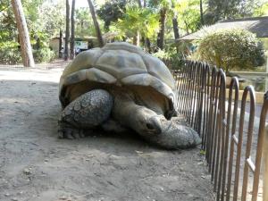 Tortue géante d'Aldabra