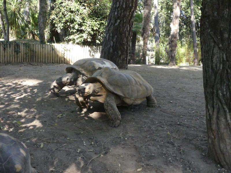 Tortue sillonnée