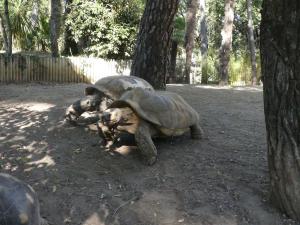 Tortue sillonnée