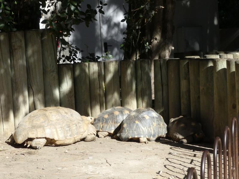 Tortues