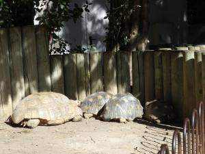 Tortues