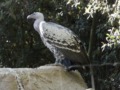 Vautour de Rüppell - 2022