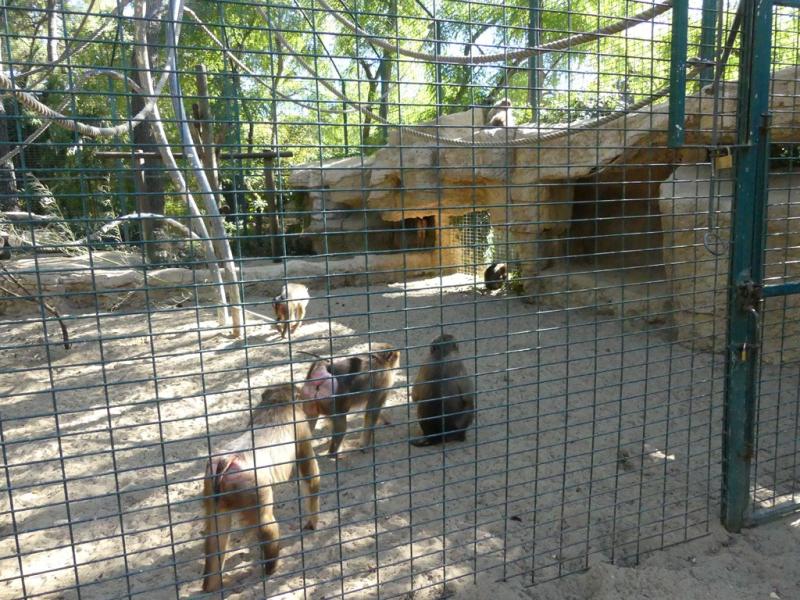 Macaque à queue de cochon