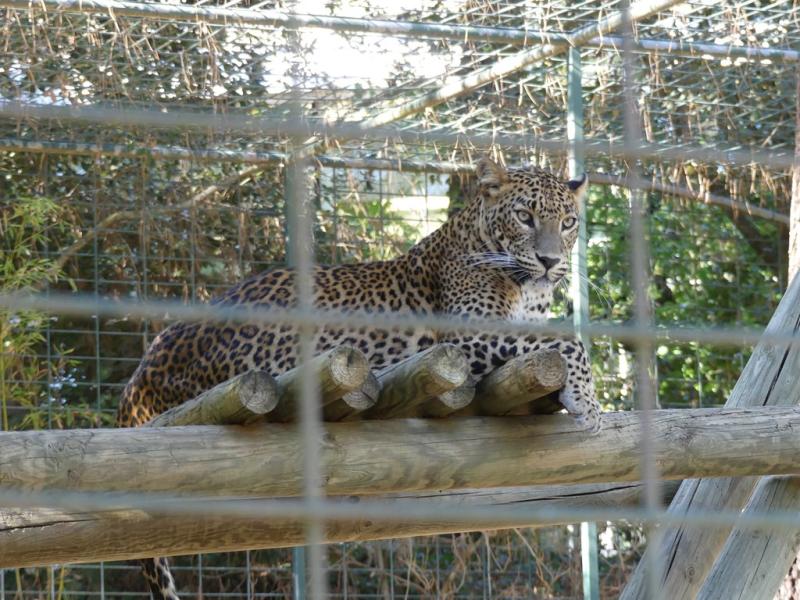 Panthère du Sri Lanka