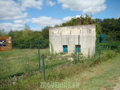 Hyéne rayée - 2010