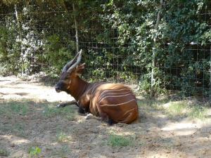 Bongo