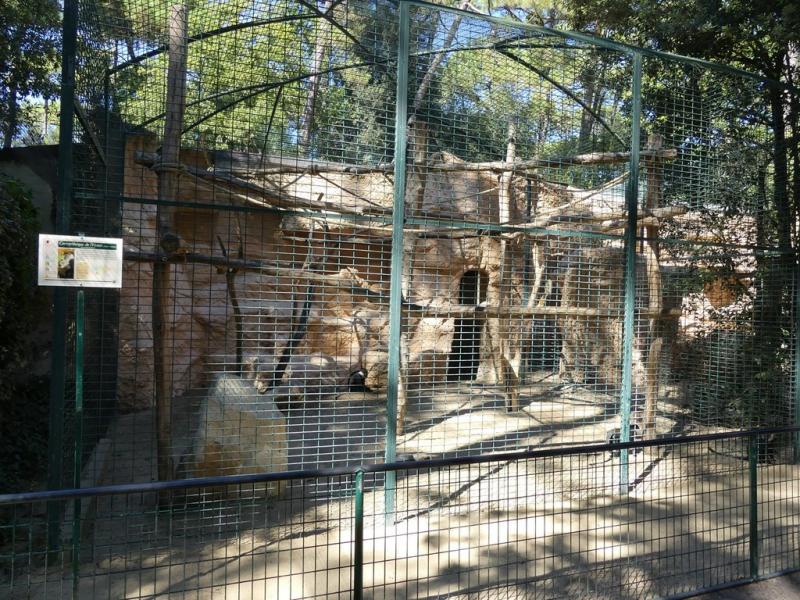 Cercopithèque de l’Hoest
