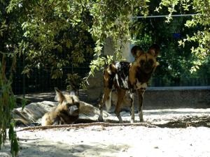Lycaon