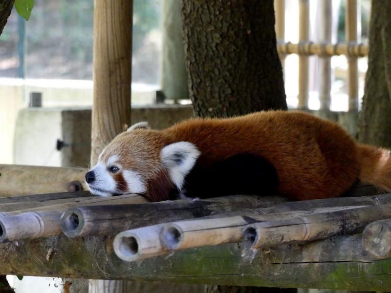 Panda roux