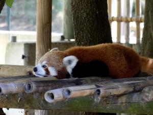 Panda roux