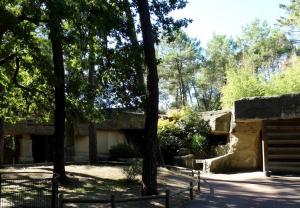 Roussette de Rodrigue et d'Egypte