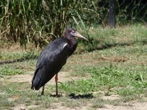 Cigogne d'Abdim