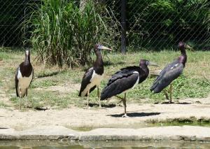 Cigogne d'Abdim