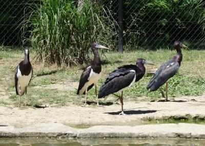 Cigogne d'Abdim - 2019
