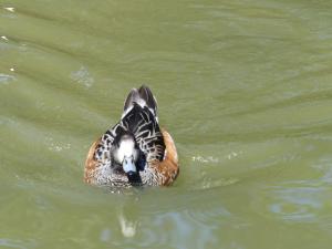 Dendrocygne veuf