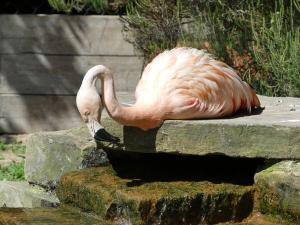 Flamant du Chili